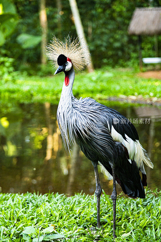 Exotic bird, Foz do Iguaçu, Parana, Brazil